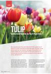 Tulip - Gereformeerd in vijf punten