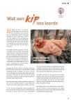 Wat een kip ons leerde