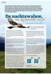 De nachtzwaluw, een bijzondere vogel